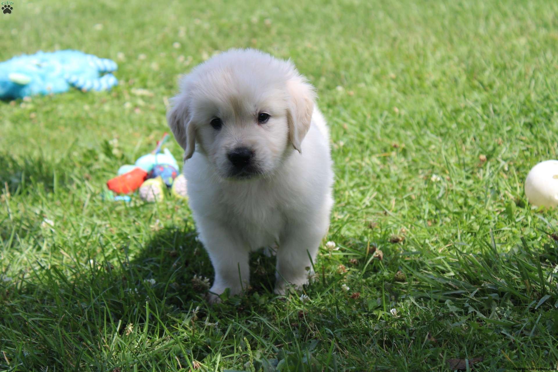Nemo Golden Retriever Puppy For Sale in Ohio